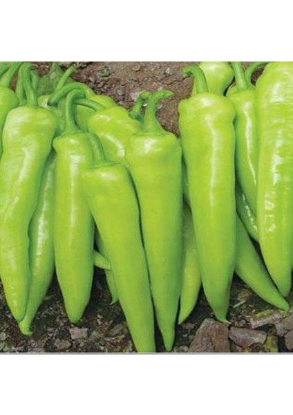 10 Adet Acı Çarliston Biber Tohumu