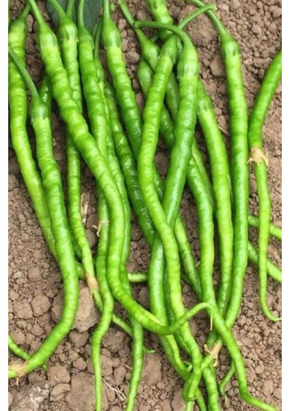 Tatlı Kıl Biber Tohumu 25 Adet