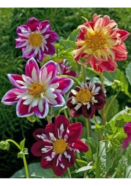 Katmerli Mıgnon Dahlıa Çiçek Tohumu 10 15 Adet