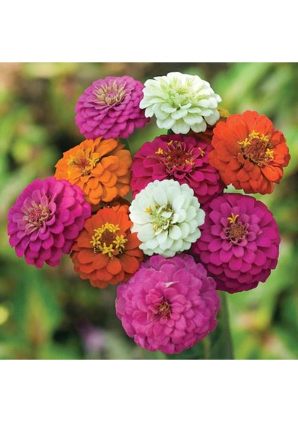 Beybenibeğendi Çiçek Tohumu 10 12 Adet