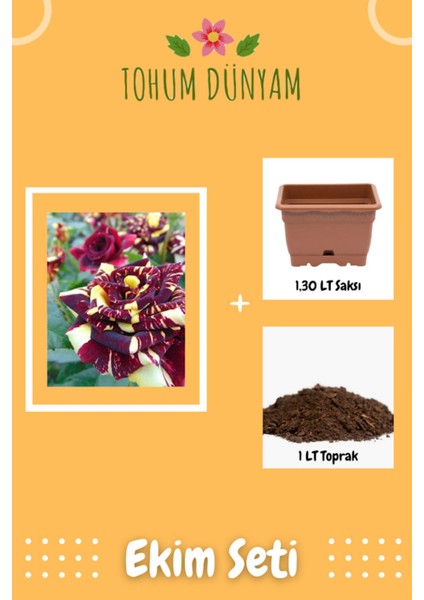 Abracadabra Gül Tohumu Ekim Seti