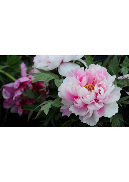 5 Adet Pembe Şakayık Çiçeği Tohumu