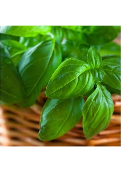 Agrobazaar Reyhan Bitkisi 100 Tohum+Saksı+Toprak Seti