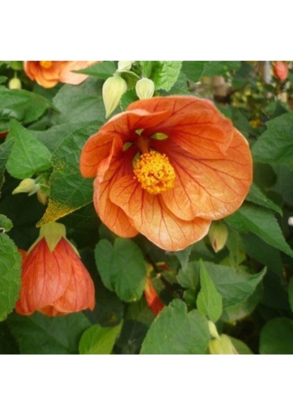 10 Adet Kavun Içi Renkli Abutilon Hybridum Çiçek Tohumu Ithal