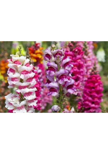 10 Adet Karışık Renkli Aslanağzı Çiçeği Tohumu