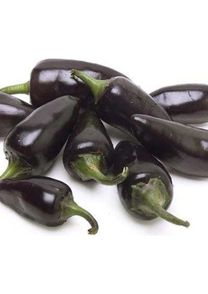 10 Adet Bordo Jalopeno Acı Biber Tohumu