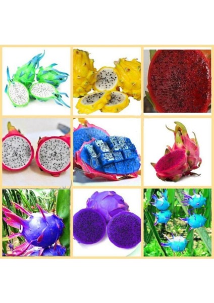 9 Adet 9 Renk Tropikal Dragon Fruit (Pitaya) Meyvesi Tohumu