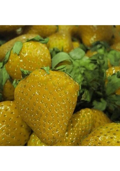 20 Adet Sarı Çilek Tohumu