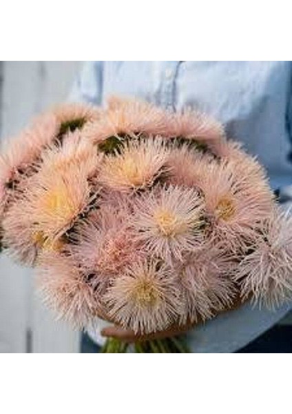 10 Adet Natural Needle Aster Brunhilda Heirloom Tohumu
