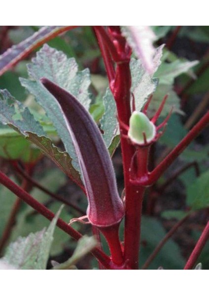 20 Adet Red Burgundy Bamya Tohumu