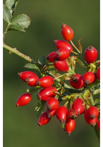 Kırmızı Kuşburnu Tohumu / 5 Adet Tohum