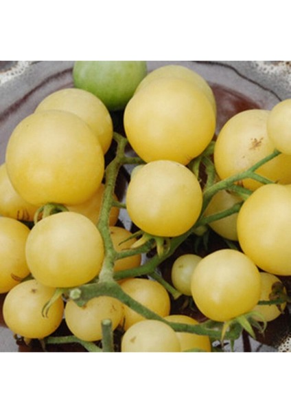 Super Snow White Domates Tohumu