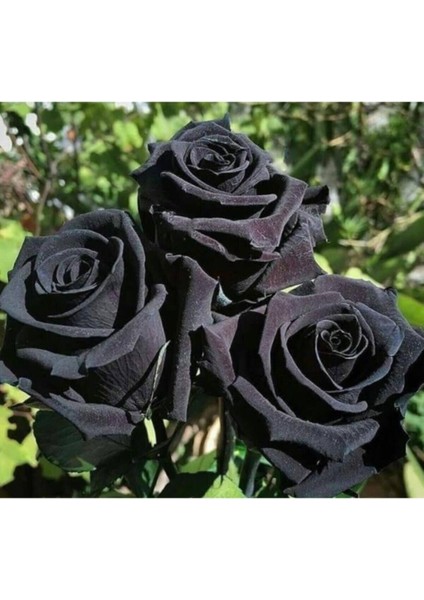 5 Adet Siyah Gül Tohumu