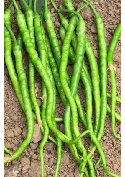 Tatlı Kıl Biber Tohumu 50 Adet