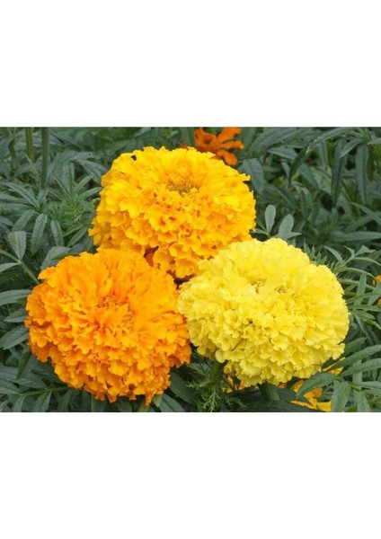 10 Adet Heirloom African Crackerjack Marigold Tohumu