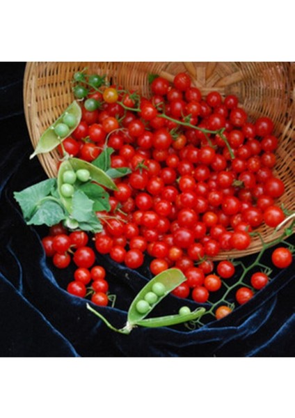 Sweet Pea Currant Domates Tohumu