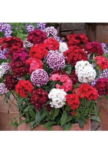 10 Adet Karışık Renkli Hüsnüyusuf Çiçeği Tohumu