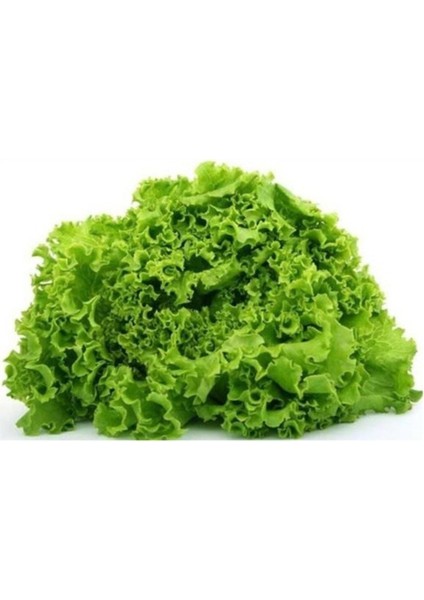 Arapsaçı Kıvırcık Marul 1000+ Tohum