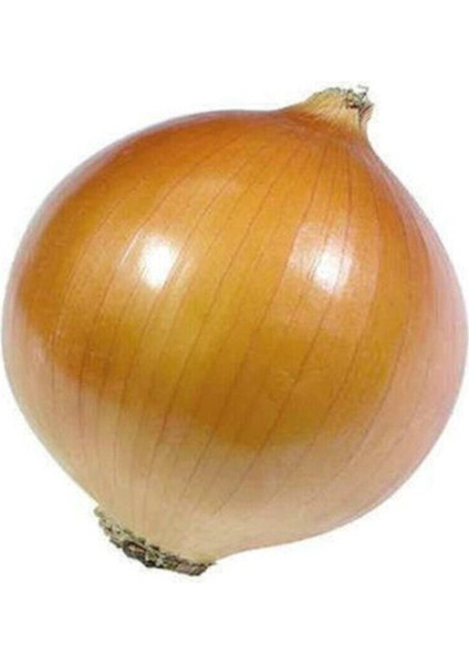 Süper Paket 2500 Adet Tohum Ithal Kışlık Soğan Tohumu