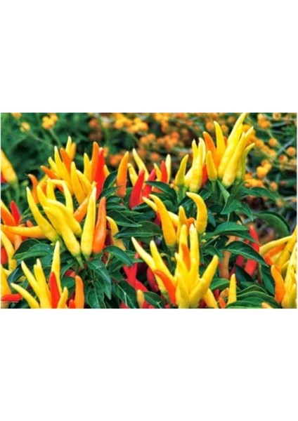 Geleneksel Acı Yayla Biberi Tohumu 20 Adet Tohum