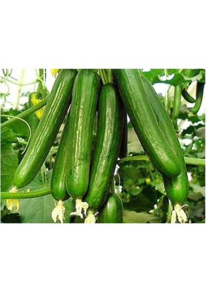 Bol Verimli Erkenci Badem Salatalık Tohumu 10 Adet Tohum