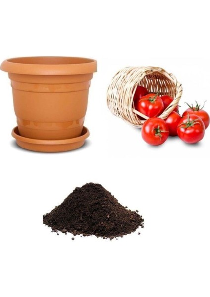 Meşhur Falkon Domates Tohumu Ekim Seti