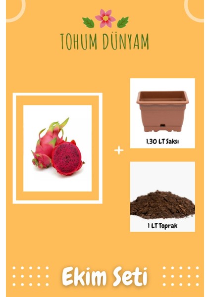 Kırmızı Ejder Meyvesi Tohumu Ekim Seti