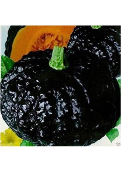 Süper Paket 100 Adet Tohum Ithal Nadir Thailand Siyah Bal Kabağı Tohumu Kabak Tohumu