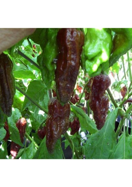 10 Adet Black Naga Biber Tohumu