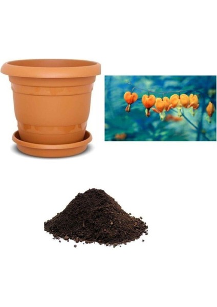 Ithal Turuncu Dicentra Çiçeği Tohumu Ekim Seti