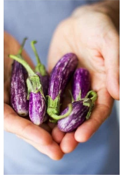 Nadir Thailand Mini Kemer Patlıcan Tohumu 10 Adet Tohum