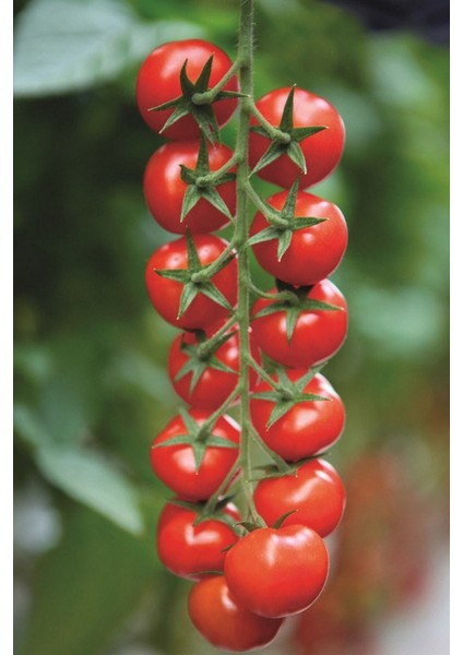 Salkım Cherry Domates Tohumu / 10+ Adet Tohum
