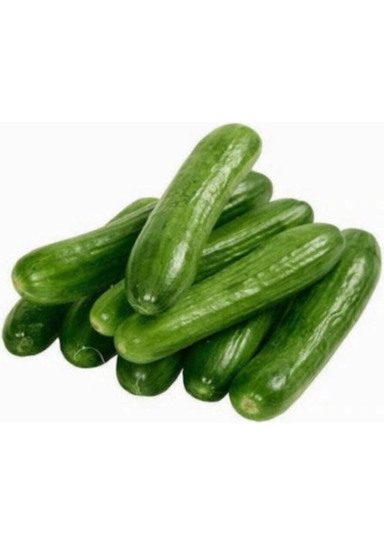 Eko Paket 250 Adet Tohum Çengelköy Salatalık Tohumu Hıyar Salatalık Tohumu