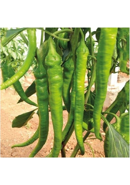 Çetinel Tipi Tatlı Kıl Biber 25+ Tohum