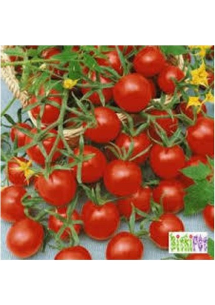 Kırmızı Çeri Domates Tohumu 25 Adet