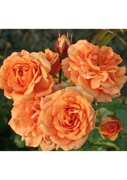 5 Adet Bentheimer Gold Gül Tohumu