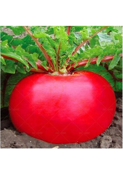 Nadir Ithal Endonezya Dev Turp Tohumu 40 Adet Tohum