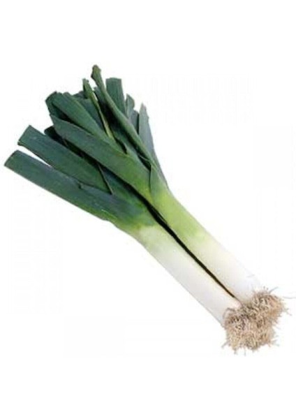 Bursa Inegöl Pırasa Tohumu 100 Adet Tohum