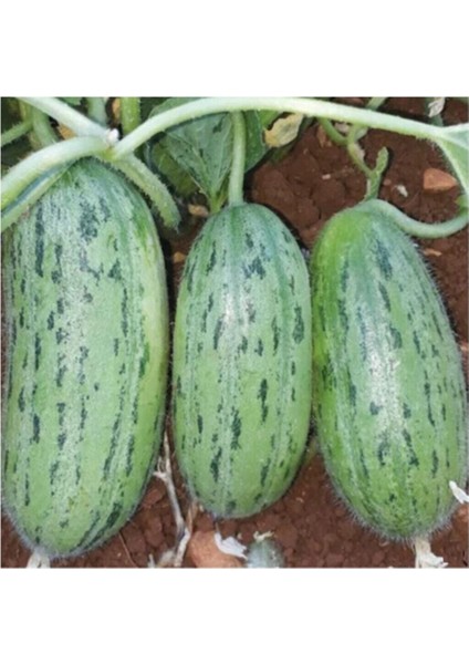 Yeşil Badem Çin Acur Tohumu 10 Adet Tohum Çin Acuru Tohumu