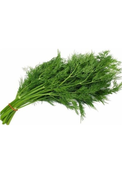 Agrobazaar Dereotu Tohumu 500 Tohum+Saksı+Toprak Seti