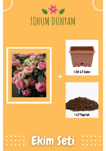 Kokulu Şeker Pembe Hollanda Gül Tohumu Ekim Seti