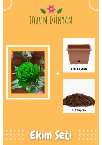 Yeşil Gül Tohumu Ekim Seti