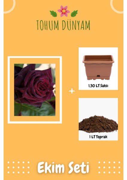 Kokulu Kadife Bordo Gül Tohumu Ekim Seti
