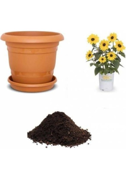 Süs Ayçiçeği Tohumu Ekim Seti