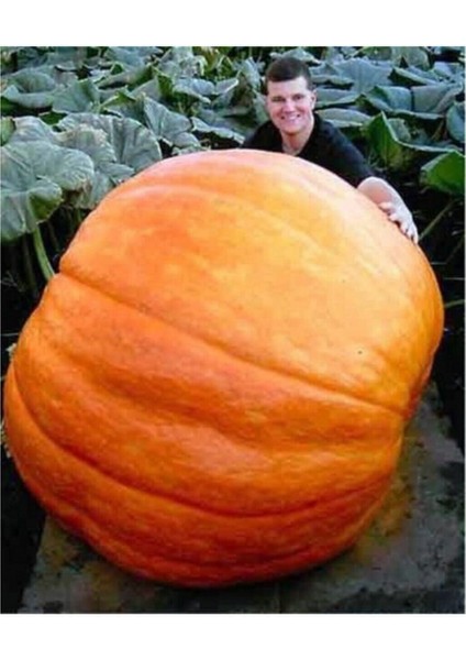 Dev Kabak Tohumu 2 Adet Tohum Atlantik Giant Bal Kabağı