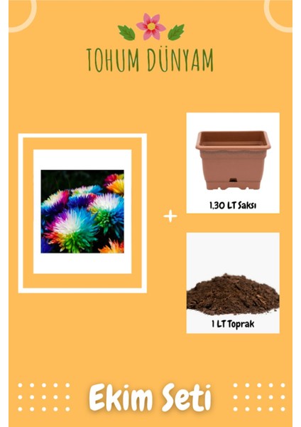 Renkli Himalaya Orkide Tohumu Ekim Seti