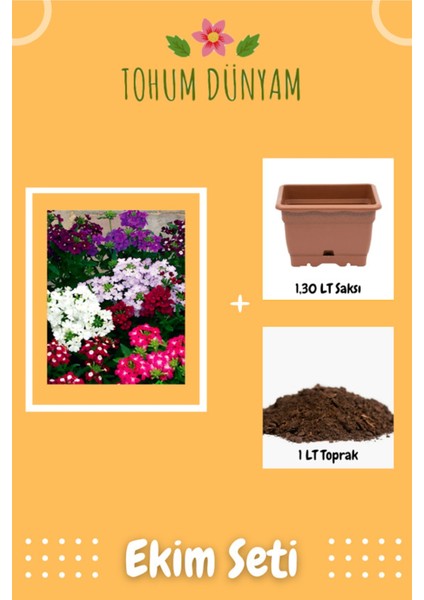 Mine (Verbena) Çiçek Tohumu Ekim Seti