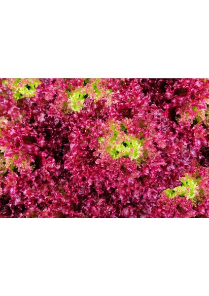 100 Adet Organic Ruby Red Leaf Marul Tohumu