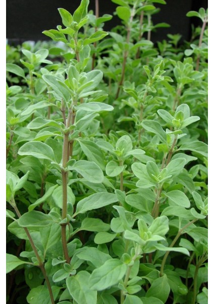 Doğal Izmir Dağ Kekiği Tohumu / 40 Adet Tohum