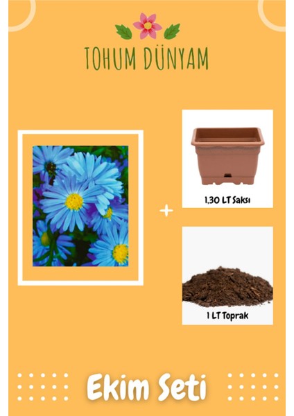 Mavi Papatya Çiçeği Tohumu Ekim Seti